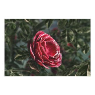 Winter's Parting Gift Photo Print