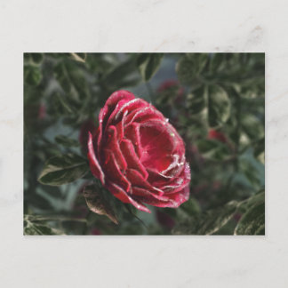 Winter's Parting Gift Postcard