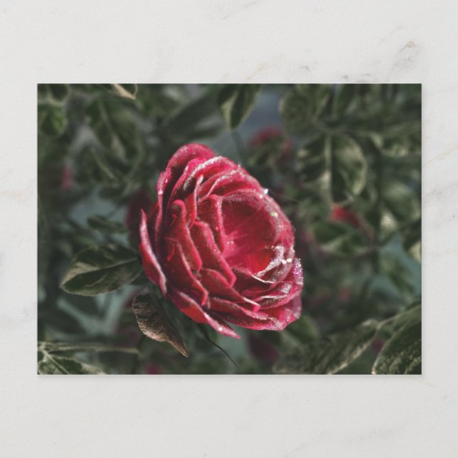 Winter's Parting Gift Postcard (Front)