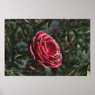 Winter's Parting Gift Print