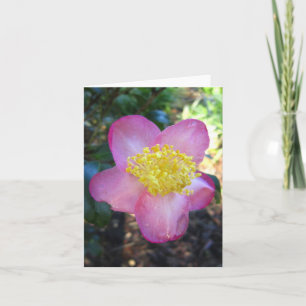 Winters Star Camelia Photo Folded Note Card