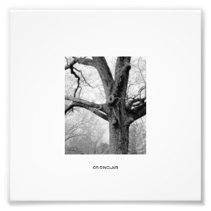 WINTER'S UNDRESSING by CR SINCLAIR Photo Print