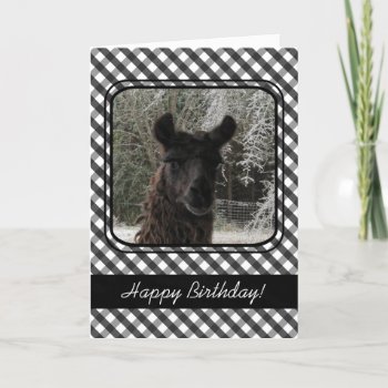 Wintertime Llama And Black Gingham Card by PandaCatGallery at Zazzle