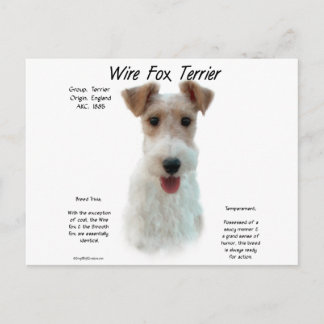 Wire Fox Terrier History; about wire fox terrier Postcard