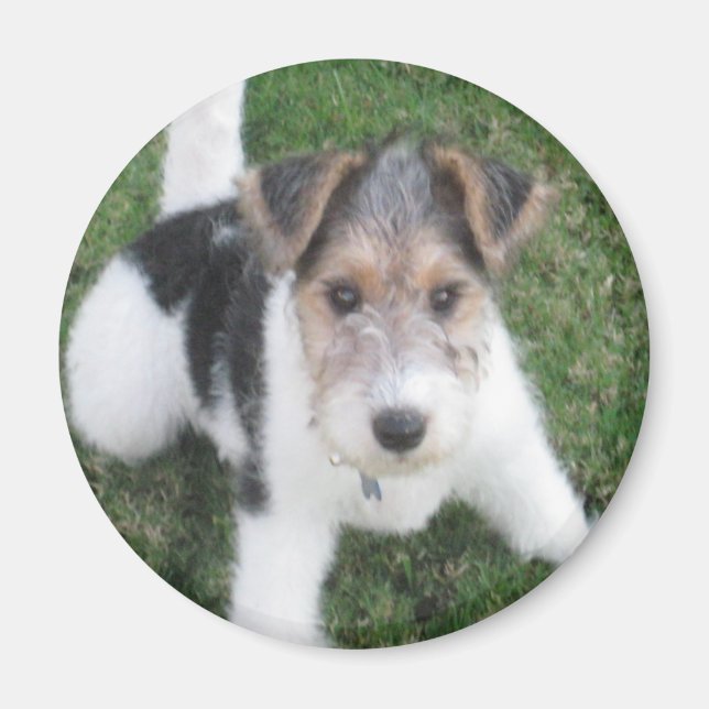 Wire Fox Terrier Puppy Magnet (Front)