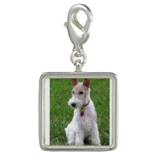 wire fox terrier sitting charm