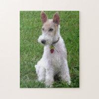 wire fox terrier sitting