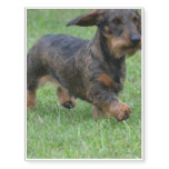 Wire Haired Dachshund Temporary Tattoos