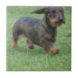 Wire Haired Dachshund Tile