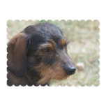 Wire Haired Daschund Dog Invitation