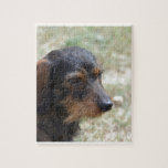 Wire Haired Daschund Dog Jigsaw Puzzle