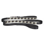 Wire Haired Daschund Dog Pet Leash