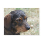 Wire Haired Daschund Dog Postcard