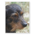 Wire Haired Daschund Dog Temporary Tattoos
