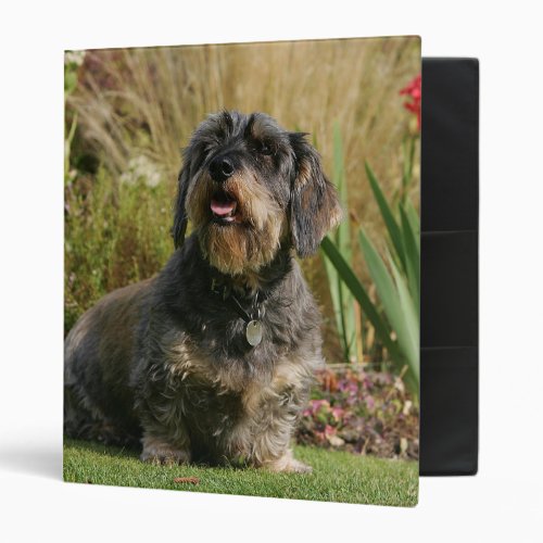 Wire_haired Standard Dachshund 3 Ring Binder