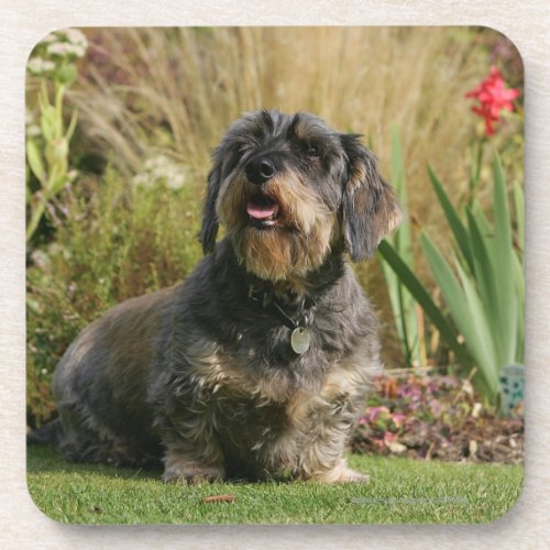 Wire_haired Standard Dachshund Beverage Coaster