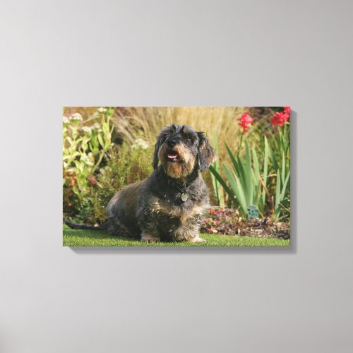 Wire_haired Standard Dachshund Canvas Print