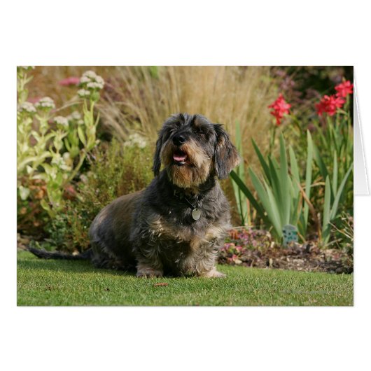 Wire-haired Standard Dachshund Cards (Front Horizontal)