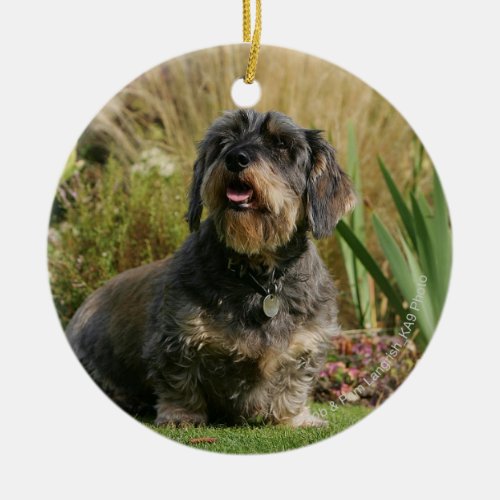 Wire_haired Standard Dachshund Ceramic Ornament