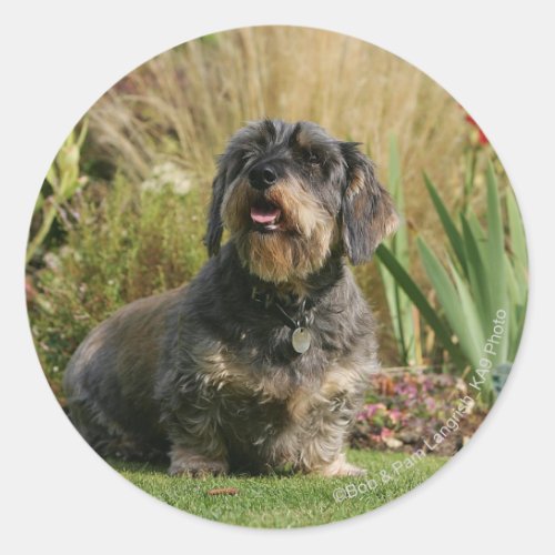 Wire_haired Standard Dachshund Classic Round Sticker