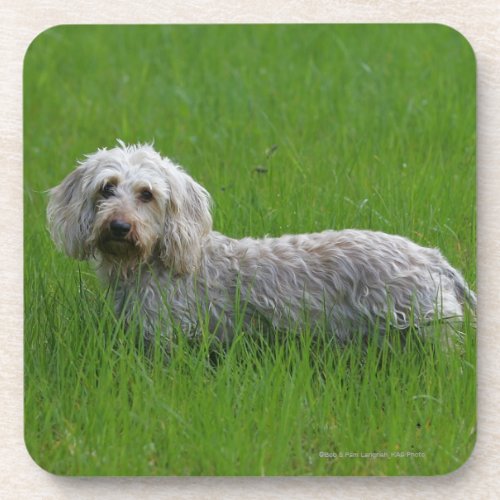 Wire_haired Standard Dachshund in Grass Beverage Coaster