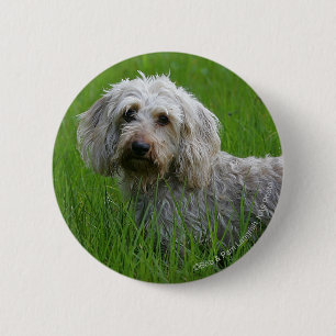 Wire-haired Standard Dachshund in Grass Button