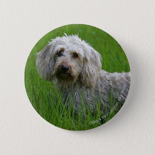 Wire_haired Standard Dachshund in Grass Button