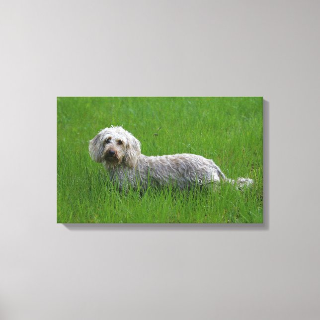 Wire-haired Standard Dachshund in Grass Canvas Print (Front)