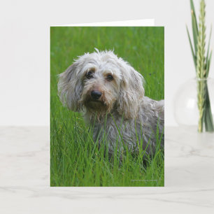 Wire-haired Standard Dachshund in Grass Card