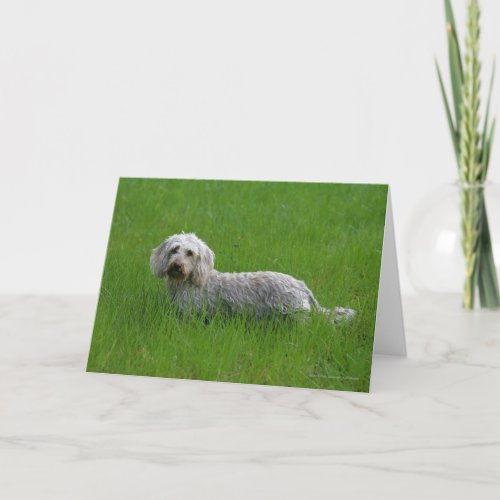 Wire_haired Standard Dachshund in Grass Card