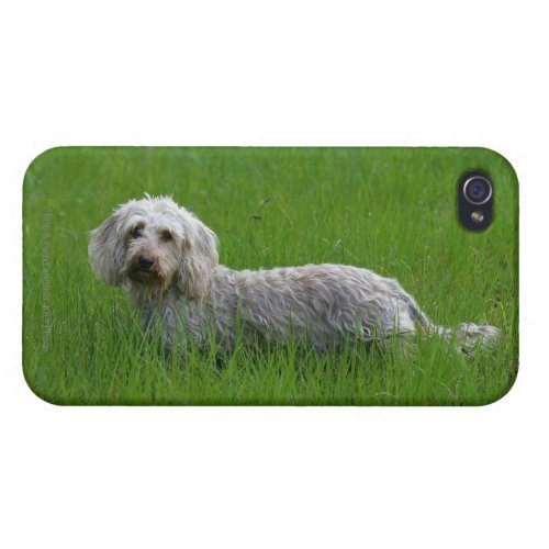 Wire_haired Standard Dachshund in Grass iPhone 44S Case