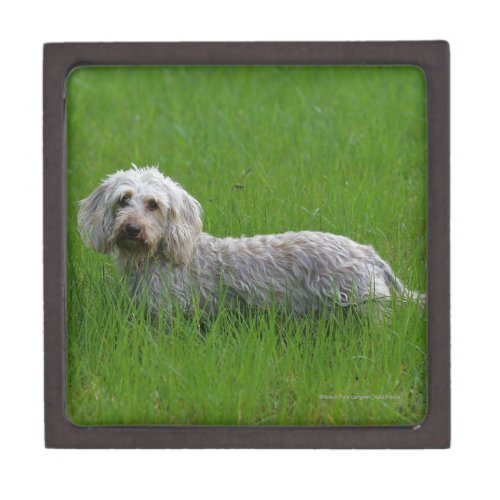 Wire_haired Standard Dachshund in Grass Jewelry Box