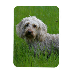 Wire-haired Standard Dachshund in Grass Magnet