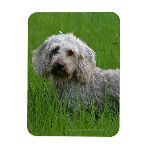 Wire_haired Standard Dachshund in Grass Magnet