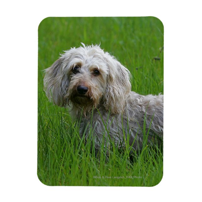 Wire-haired Standard Dachshund in Grass Magnet (Vertical)