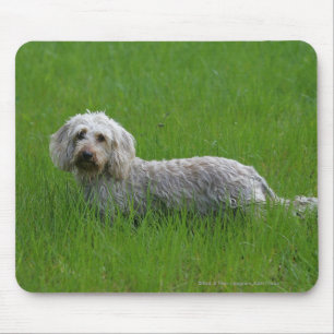 Wire-haired Standard Dachshund in Grass Mouse Pad