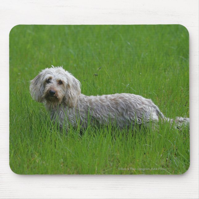 Wire-haired Standard Dachshund in Grass Mouse Pad (Front)