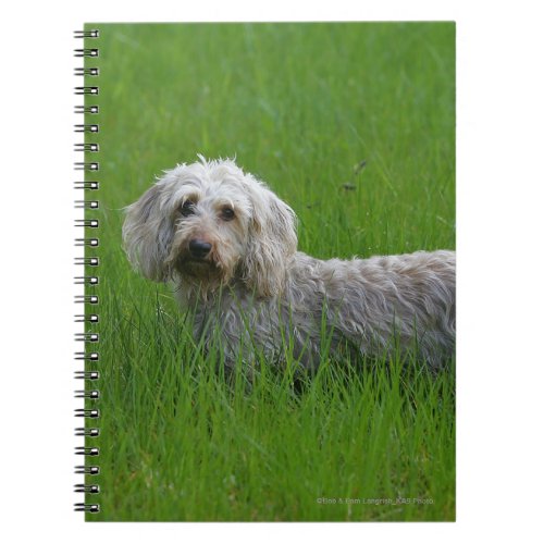 Wire_haired Standard Dachshund in Grass Notebook