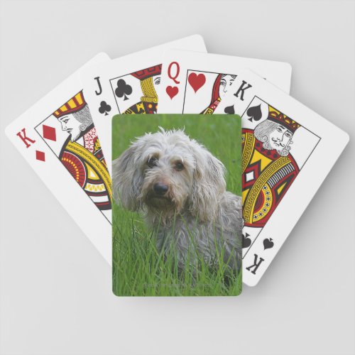 Wire_haired Standard Dachshund in Grass Poker Cards
