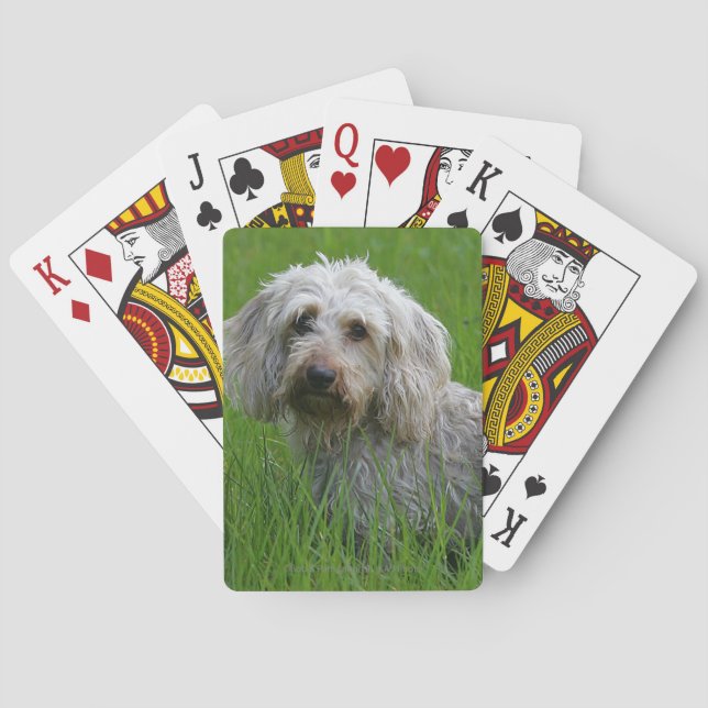 Wire-haired Standard Dachshund in Grass Poker Cards (Back)