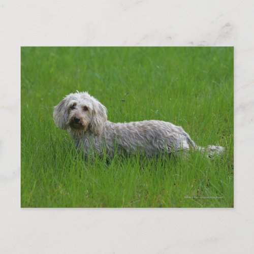 Wire_haired Standard Dachshund in Grass Postcard