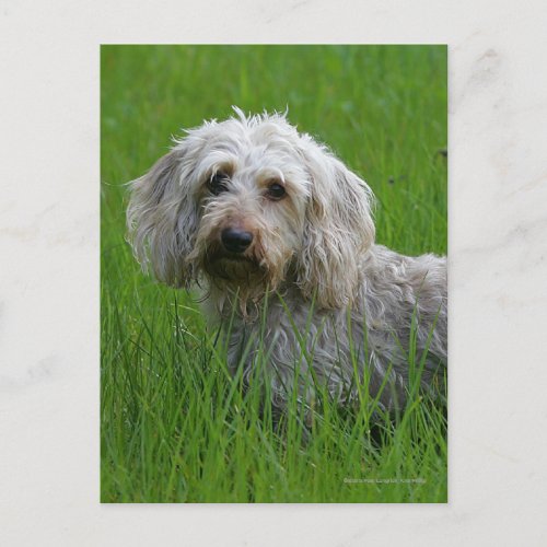 Wire_haired Standard Dachshund in Grass Postcard