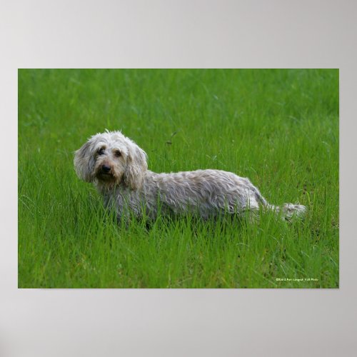 Wire_haired Standard Dachshund in Grass Poster