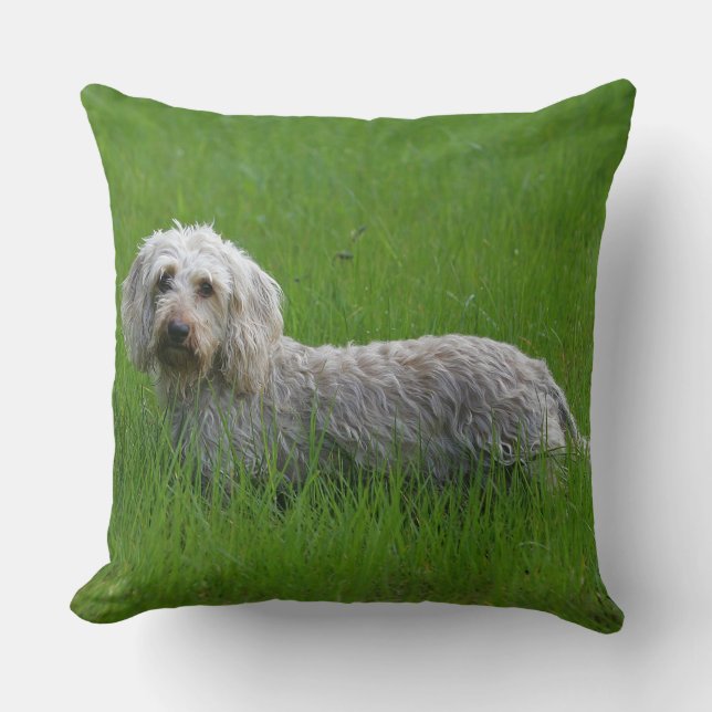 Wire-haired Standard Dachshund in Grass Throw Pillow (Front)