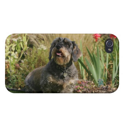 Wire_haired Standard Dachshund iPhone 44S Case