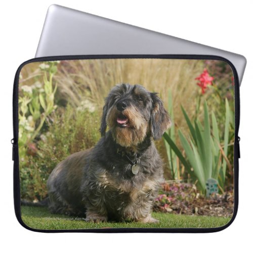 Wire_haired Standard Dachshund Laptop Sleeve