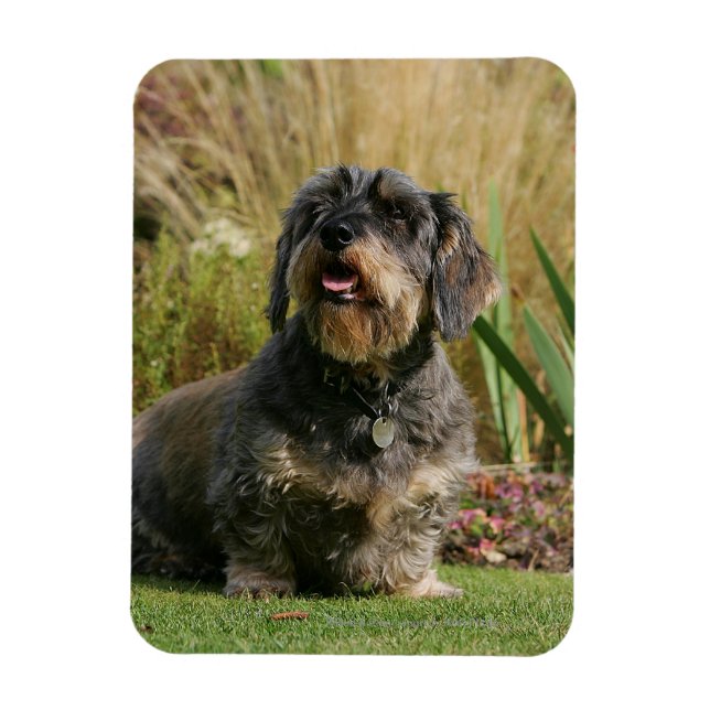 Wire-haired Standard Dachshund Magnet (Vertical)