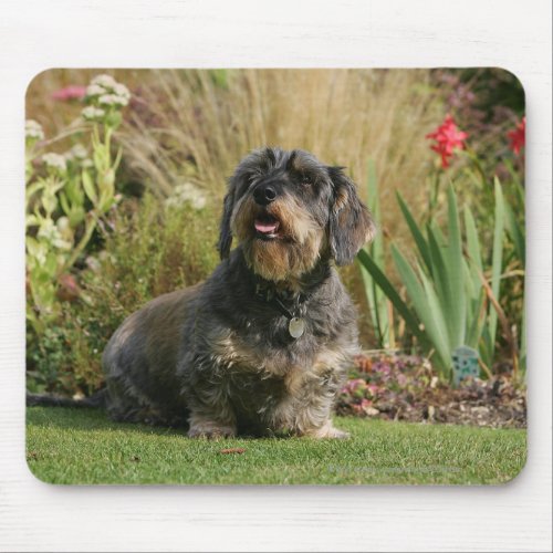 Wire_haired Standard Dachshund Mouse Pad