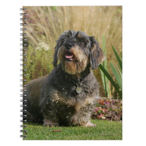 Wire_haired Standard Dachshund Notebook