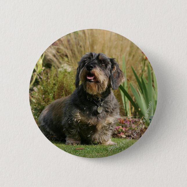 Wire-haired Standard Dachshund Pinback Button (Front)